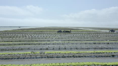 oyster farm workers with tractor and trailer harvesting in normandy, france