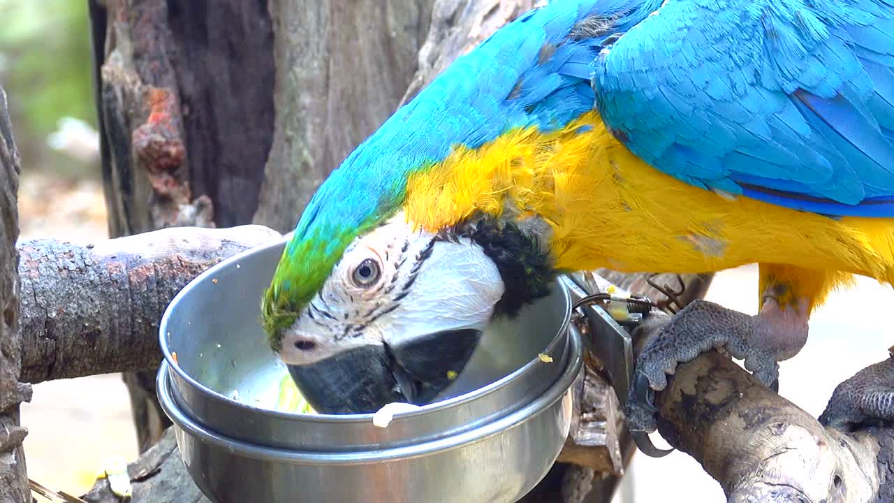 푸른 노란 무새가 아침에 사과를 먹습니다. 그것은 아름다운 색의 무입니다.