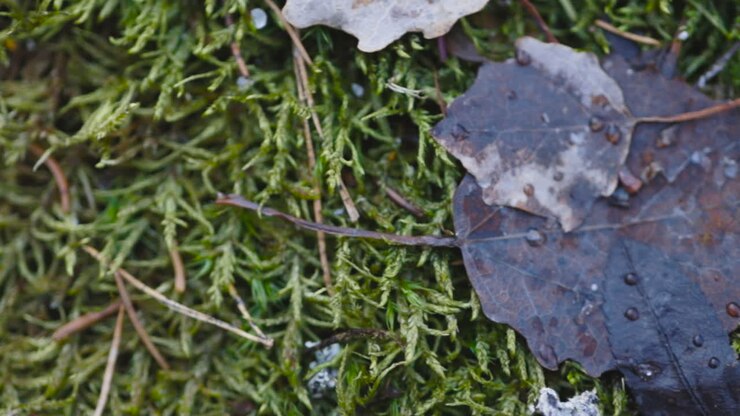 Foglie cadute bagnate su terreno coperto di muschio verde