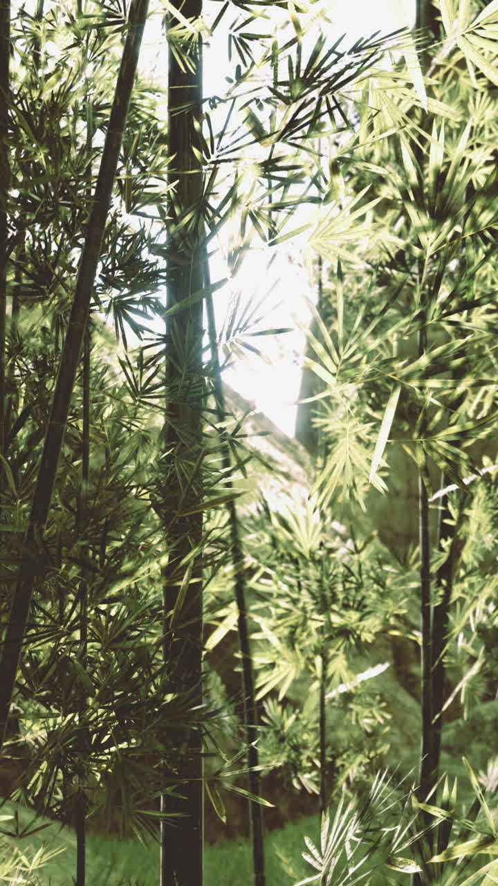 Una rigogliosa foresta di bambù rivela una bellezza serena nella luce soffusa del giorno