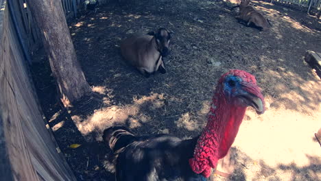 Turkey-bird-slowmotion-attacking-camera