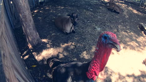 pájaro de pavo cámara de ataque en cámara lenta