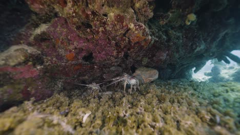 cozumel. arrecife y langostas. méxico. animales submarinos