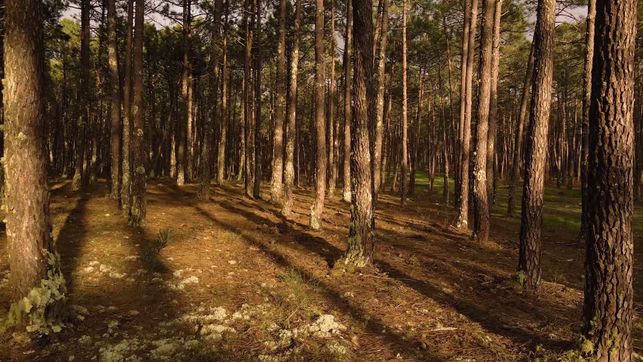 4K Pine forest, drone view of the trunks of pine trees with drone moving from left to the right