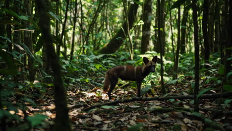 fox in the tropical rainforest