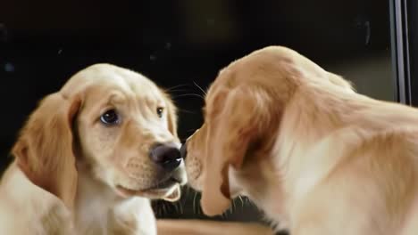 adorable golden retriever puppies engaging with their own reflection in a playful and heartwarming display of curiosity and innocence