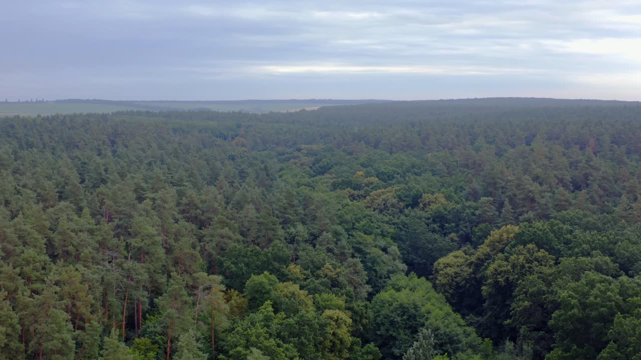 Forest in the morning. Tops of green trees. Nature landscape. Panoramic view of a woodland under the blue sky. Camera rising up. Aerial view.