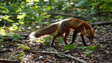 red fox in the woods