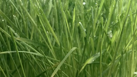 hierba verde en primer plano gotas de lluvia cayendo lentamente sobre la hierba.