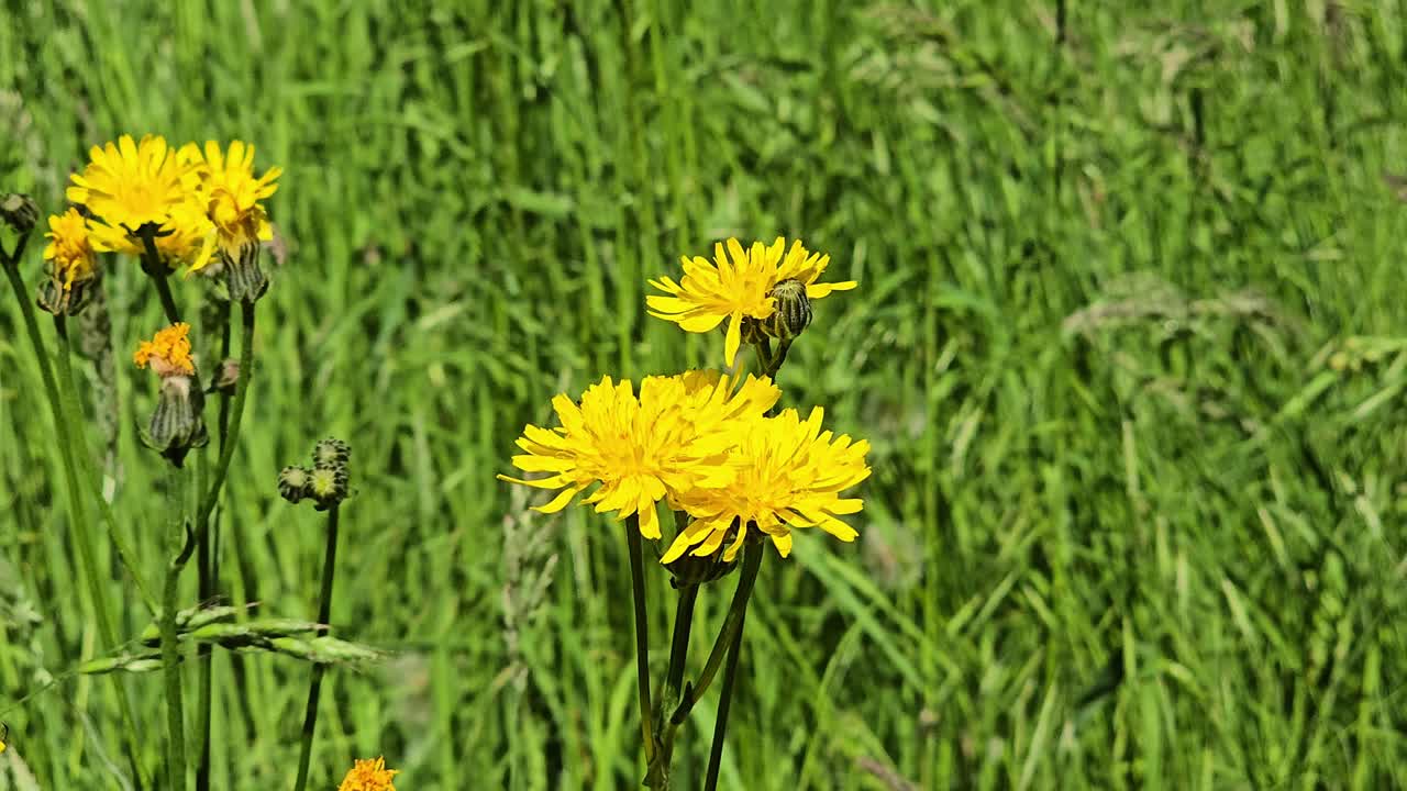 Fiori gialli di Hieracium murorum che sbocciano in un prato – scena di natura selvaggia
