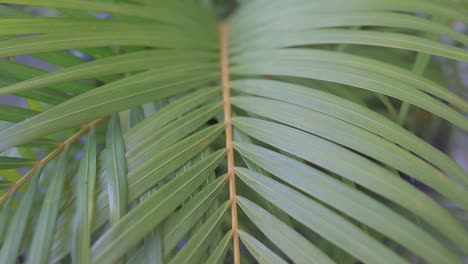 primer plano de imágenes de video de plantas verdes