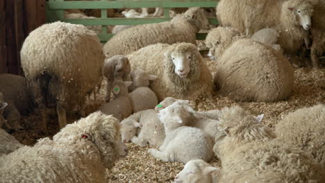 merino sheep and young baby lambs inside wooden barn eating hay on a farm