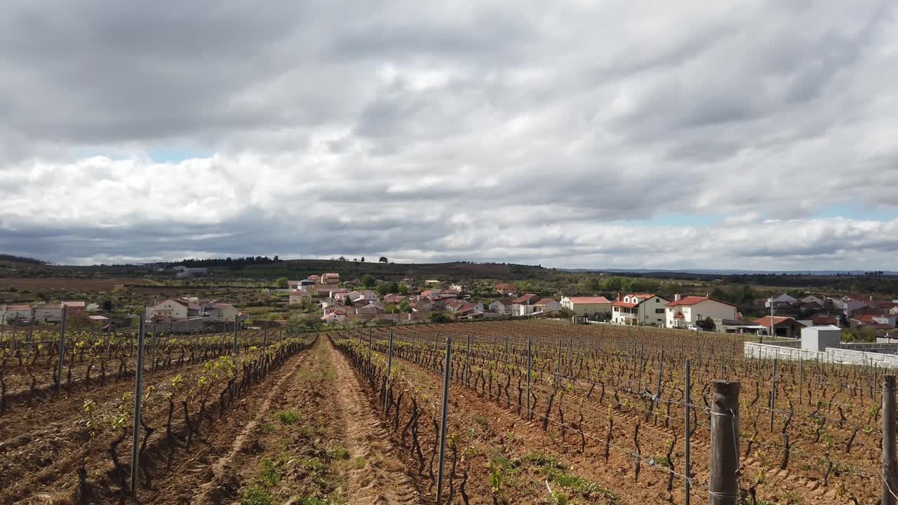 Looking across to a Portuguese village with vines without leaves in foreground