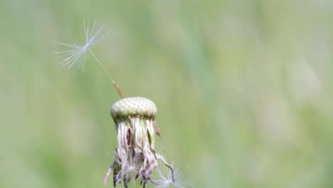última semilla en el diente de león