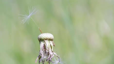 last seed on dandelion