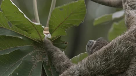 sloth mother with baby clings to tree in costa rican caribbean, lush green leaves around