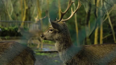 Deer-chewing-grass-in-captivity