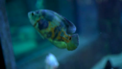 Colorful-Fishes-aquarium-slow-motion