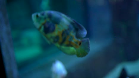 peces de colores acuario cámara lenta