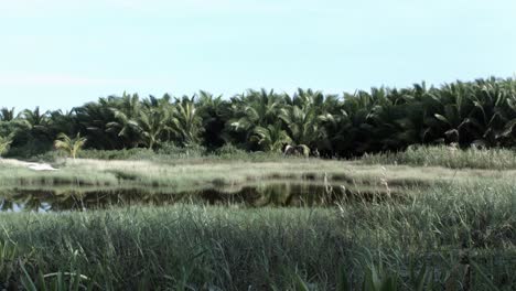 Vista-De-La-Vegetación-Del-Bosque-Desde-El-Otro-Lado-De-Un-Estanque