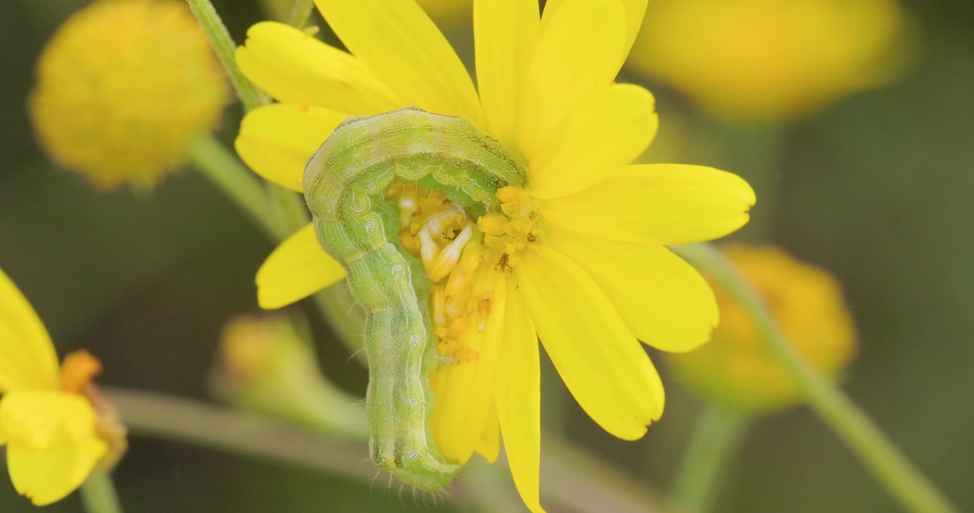 Chenille verte dévorant une fleur de Sonki jaune; alimentation macro au ralenti un matin de mousson.