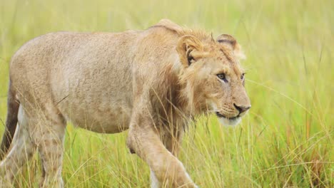 Afrikanische-Tierwelt-In-Der-Masai-Mara,-Junger-Männlicher-Löwe,-Der-Durch-Die-Grünen,-üppigen-Ebenen-Des-Kenianischen-Nationalreservats-Streift,-Afrikanische-Safaritiere-Im-Nordschutzgebiet-Der-Masai-Mara