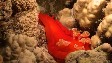 spanish dancer nudibranch crawling over coral reef in the red sea