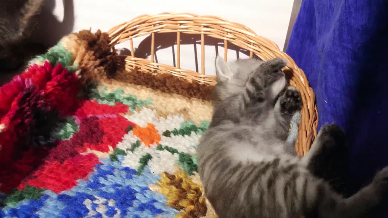 Kittens
