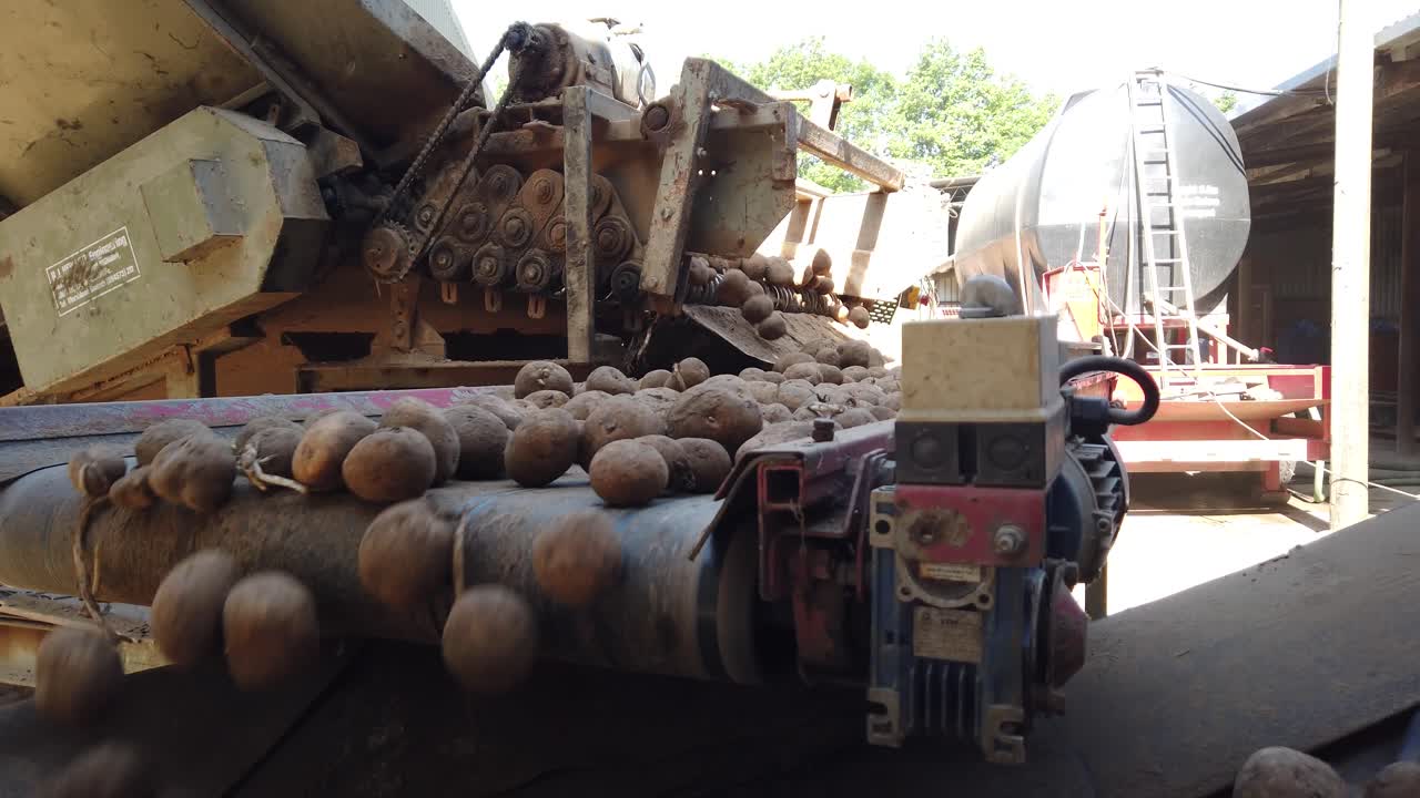 patatas procesadas en una niveladora listas para cargar en un remolque de transporte