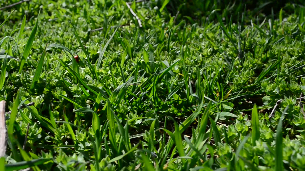 Riprese con conduzione. Erba verde