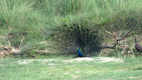 A-peacock-dancing-in-the-late-evening-light-in-the-Chitwan-National-Park-in-Nepal