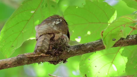 javan frogmouth, batrachostomus javensis