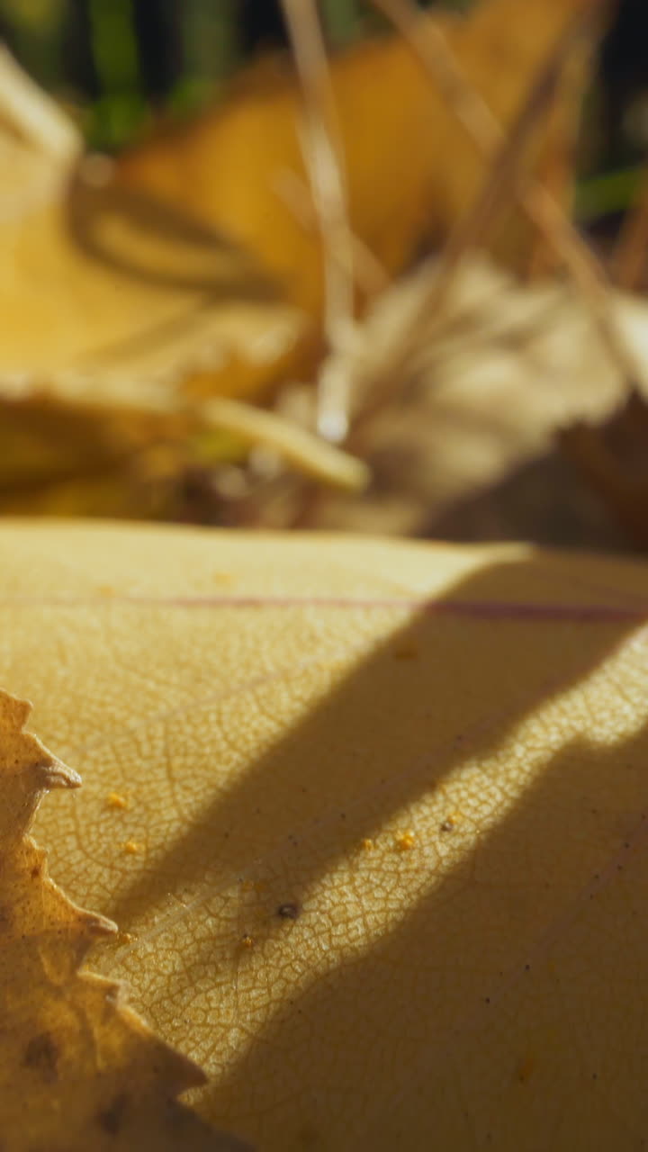 Motion through pile of dry yellow and brown leaves and fallen pine tree needles lying on ground in forest on sunny day super close view wide