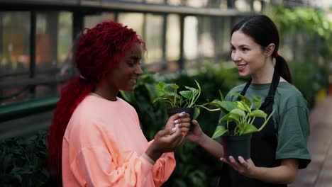 Attractive-biracial-woman-chooses-between-two-potted-plants-in-a-garden-center-with-help-of-florist