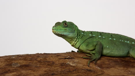 basilisk jesus lizard perched on treebranch - slow panning shot - white background