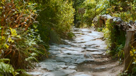 A-stone-path-leads-through-a-sunny-forest