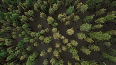 eagle eyed, top down aerial pan of green treetops in green forest, spain