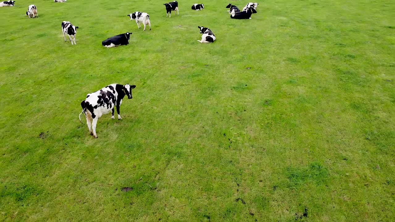 toma de un dron hacia atrás de un gran campo de hierba lleno de vacas