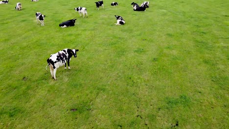 Backward-drone-shot-of-a-big-grass-field-filled-with-cows