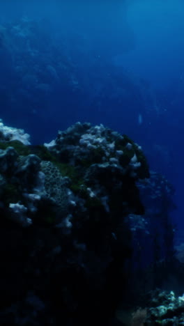 underwater coral reef