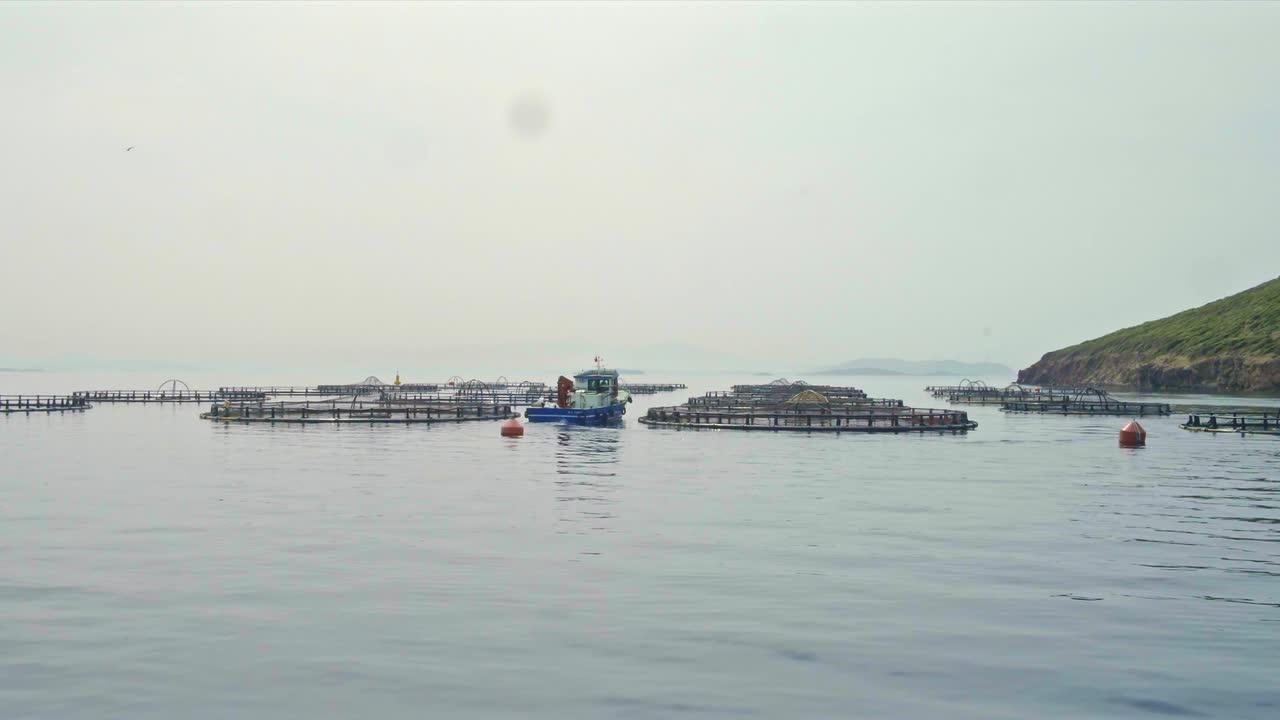 바다 한가운데에 있는 산업용 고기 농장에서 배가 물고기를 먹이고 수확합니다.