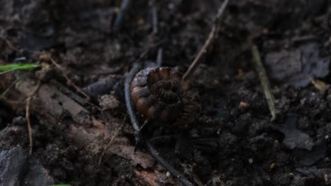 curled together to pretend to be part of the habitat and also protecting itself with its heavy armour while some insects move around, millipede, orthomorpha, thailand