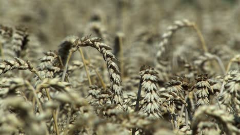 close up of wheat field in magdeburger boerde a few minutes before harvest, germany