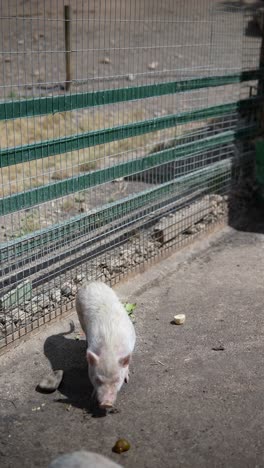 cerdos en un corral