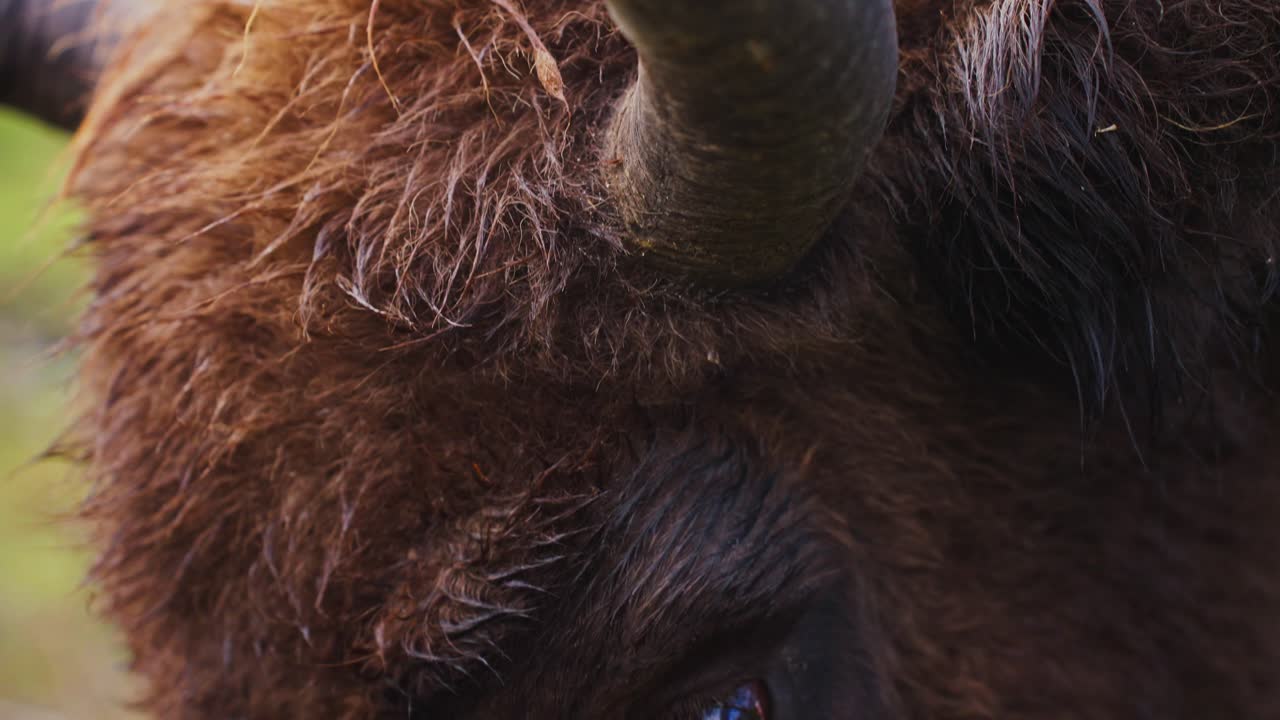 Close-up of a Bison's Head