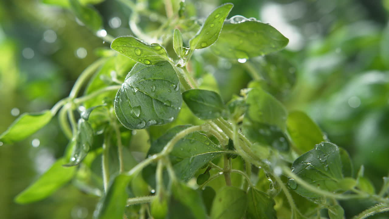 hierbas de orégano regadas por la lluvia de primavera salpicando sobre hojas verdes y aromáticas - macro y cámara lenta