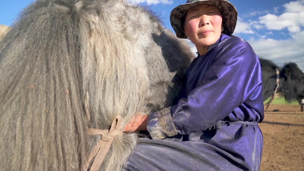 Mulher Mongol Ordenhando um Iaque em uma Paisagem Rural