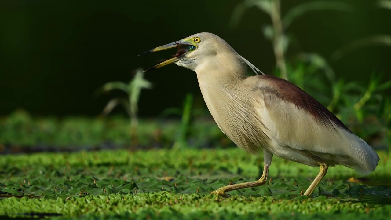 Un bellissimo airone adulto cammina con cautela su erbe acquatiche verdi, mostrando il premio finale della sua paziente tecnica di appostamento in un lago tranquillo.