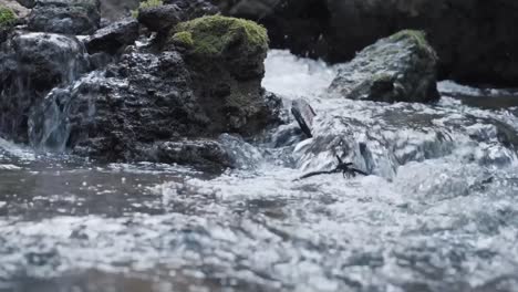 Kleiner-Fluss,-Frühlingsvideo