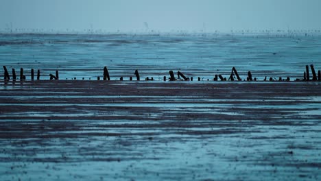 A-gloomy-landscape-in-the-coastal-Denmark